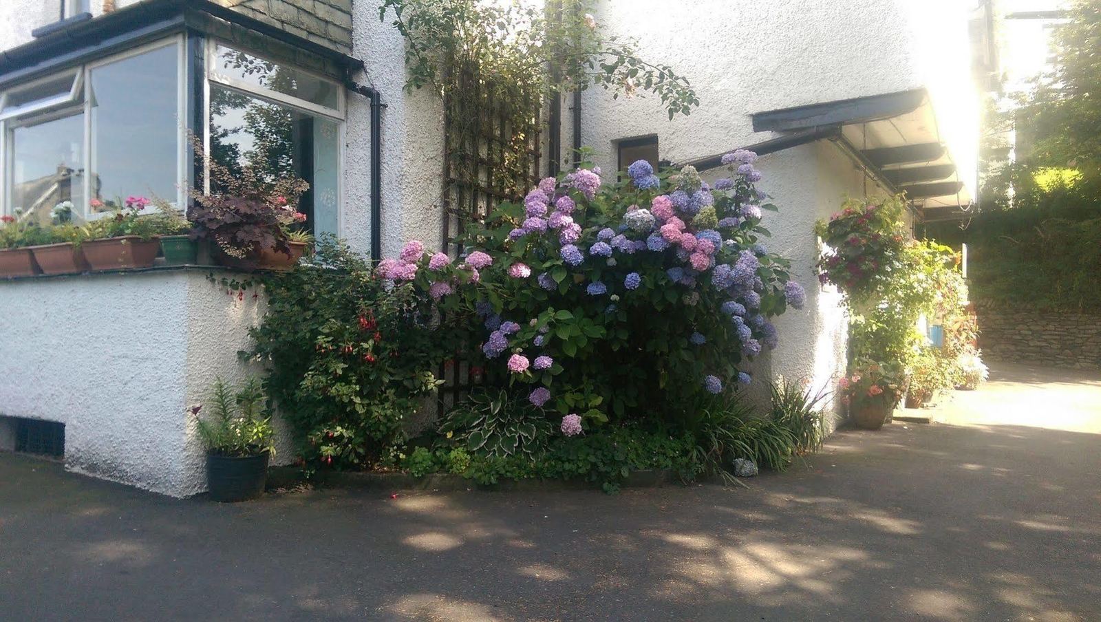 Hydrangeas against the white wall