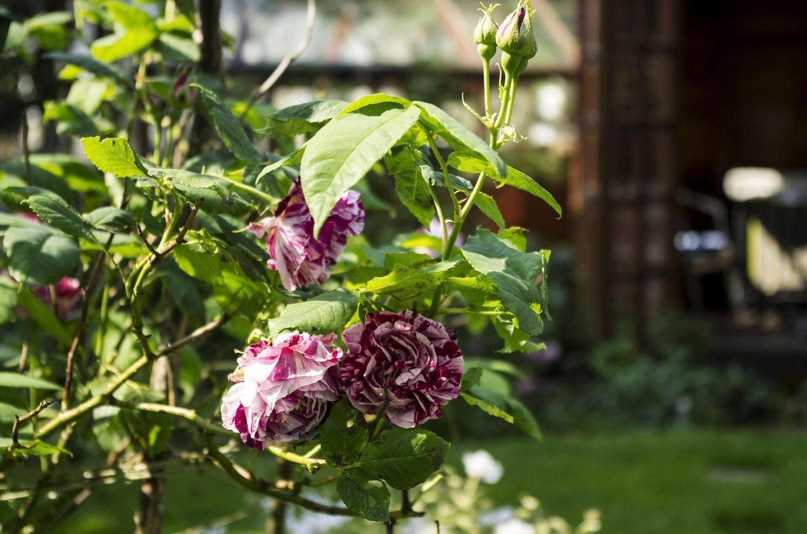 Roses in the garden